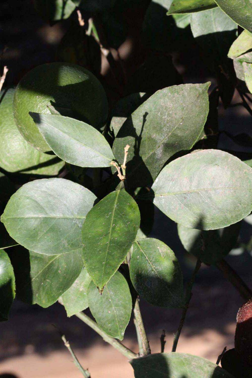              Sun leaves (Riverside, CA)       